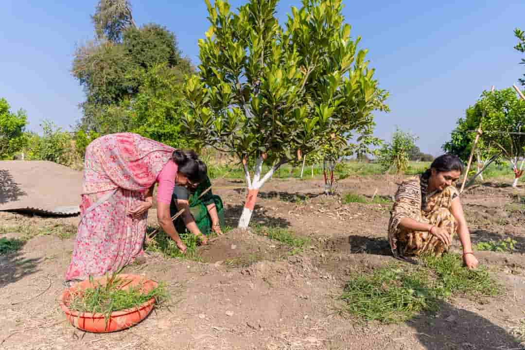 Does Planting Trees Really Reduce AQI in Indian Cities?